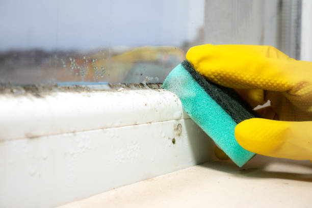 Best Residential Mold Remediation in Greenport West, NY