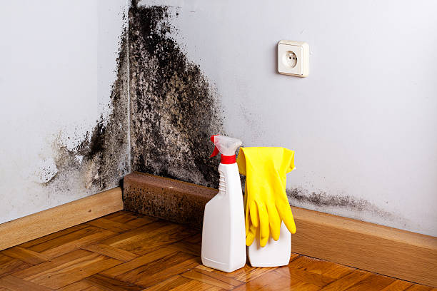 Best Bathroom Mold Remediation in Greenport West, NY