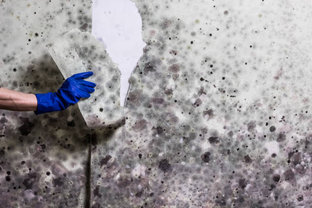 Greenport West, NY Mold Remediation Company